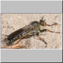 Pamponerus germanicus - Alabasterfliege 02 20mm.jpg